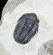 Nicely Inflated Gerastos Trilobite - #4133-4